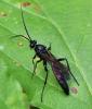 Stenichneumon culpator